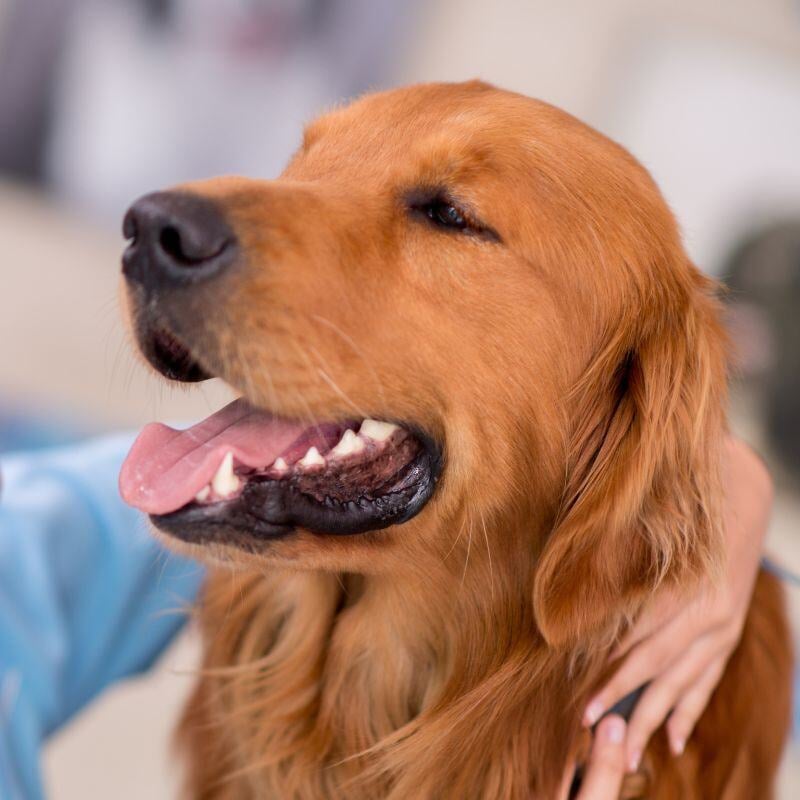 petdentistry